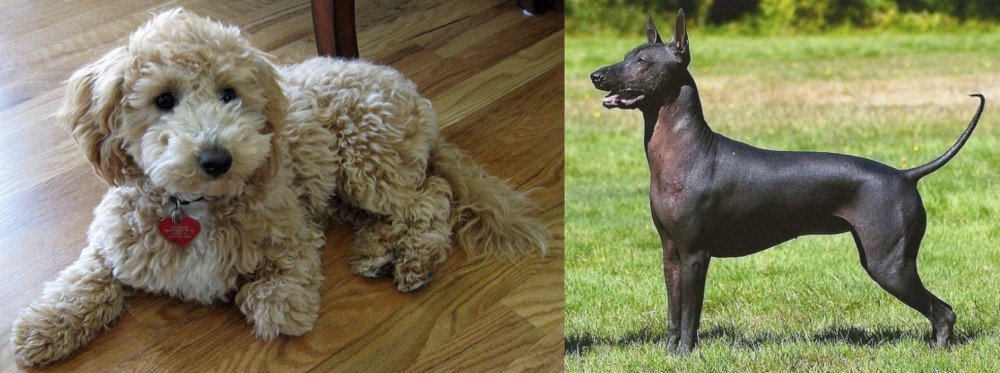 Hairless Khala vs Bichonpoo - Breed Comparison