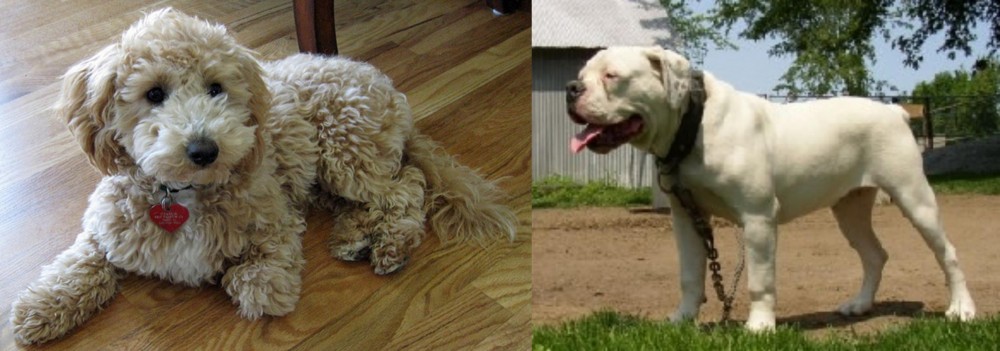 Hermes Bulldogge vs Bichonpoo - Breed Comparison