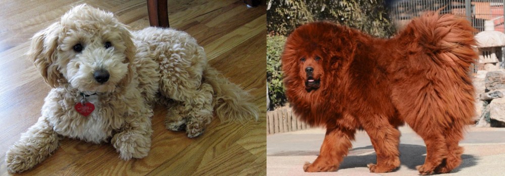Himalayan Mastiff vs Bichonpoo - Breed Comparison