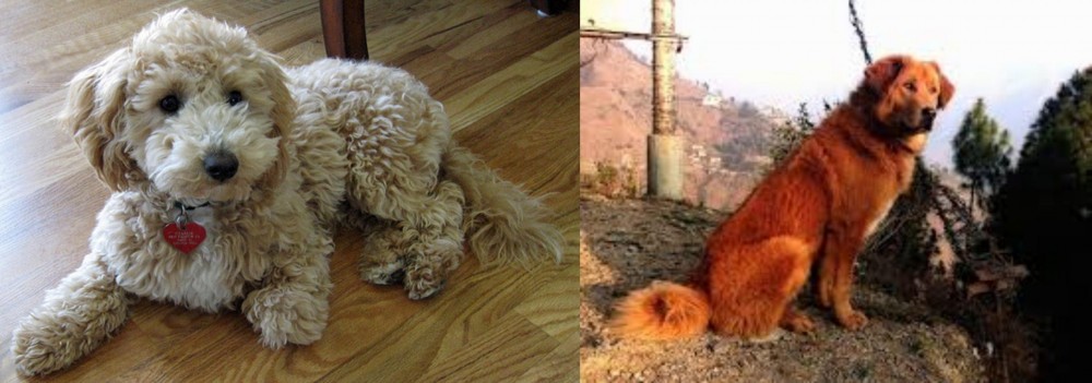 Himalayan Sheepdog vs Bichonpoo - Breed Comparison