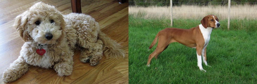 Hygenhund vs Bichonpoo - Breed Comparison
