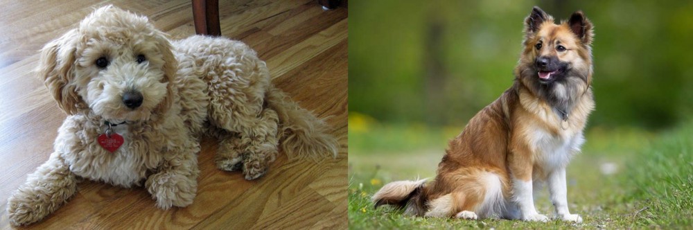 Icelandic Sheepdog vs Bichonpoo - Breed Comparison