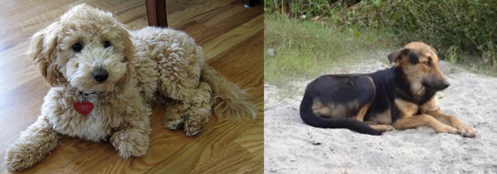 Indian Pariah Dog vs Bichonpoo - Breed Comparison