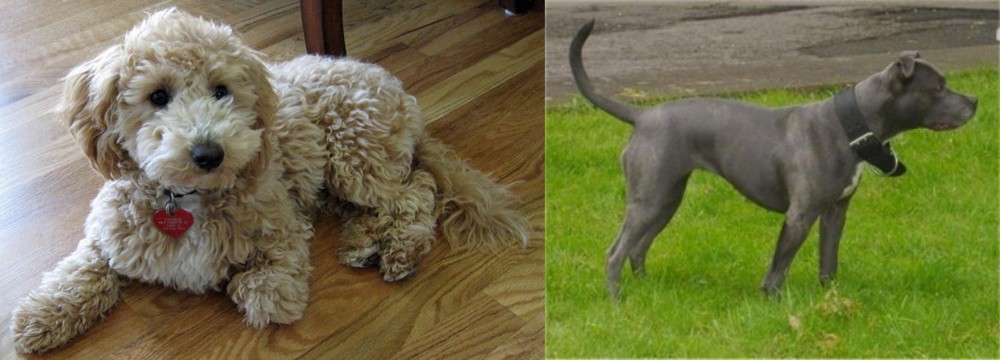 Irish Bull Terrier vs Bichonpoo - Breed Comparison