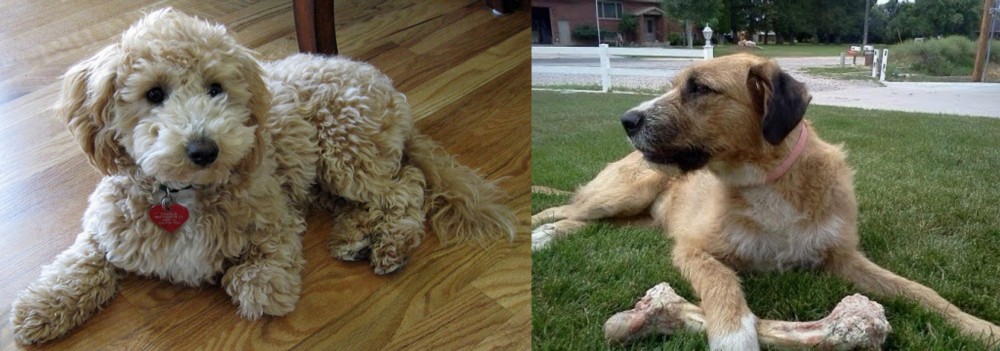 Irish Mastiff Hound vs Bichonpoo - Breed Comparison