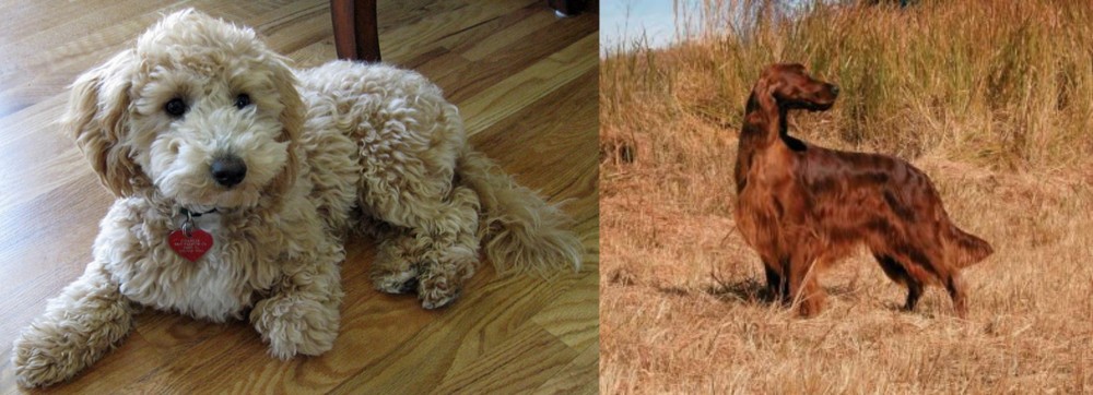 Irish Setter vs Bichonpoo - Breed Comparison