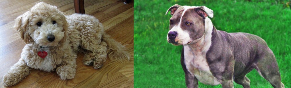 Irish Staffordshire Bull Terrier vs Bichonpoo - Breed Comparison