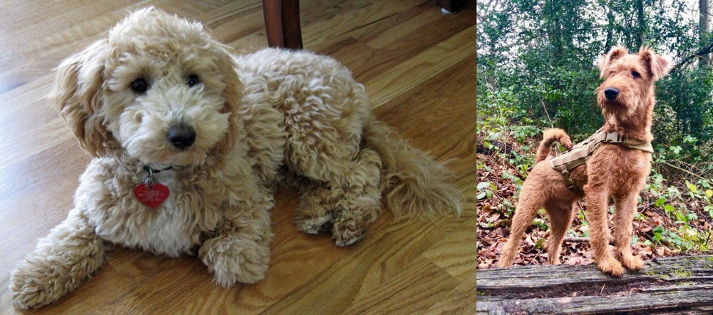 Irish Terrier vs Bichonpoo - Breed Comparison