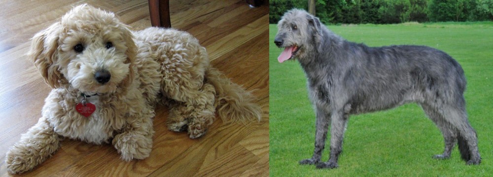 Irish Wolfhound vs Bichonpoo - Breed Comparison