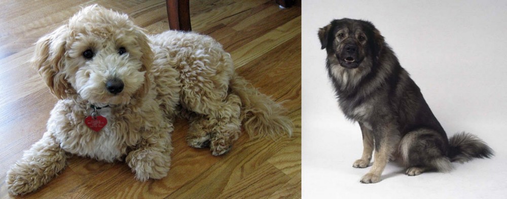 Istrian Sheepdog vs Bichonpoo - Breed Comparison