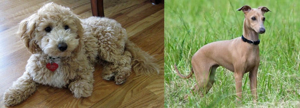 Italian Greyhound vs Bichonpoo - Breed Comparison