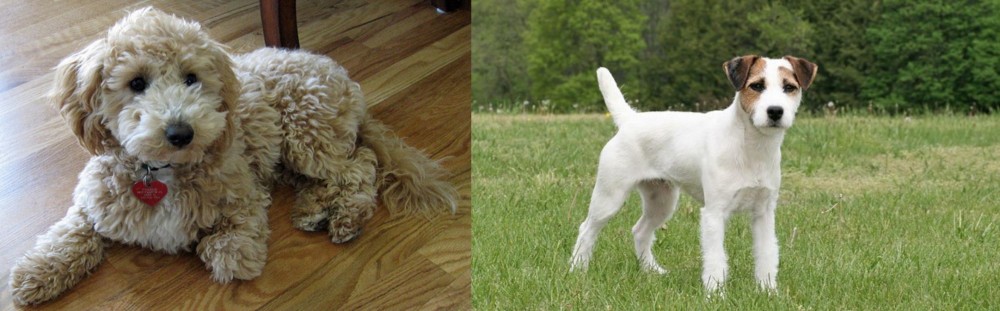 Jack Russell Terrier vs Bichonpoo - Breed Comparison