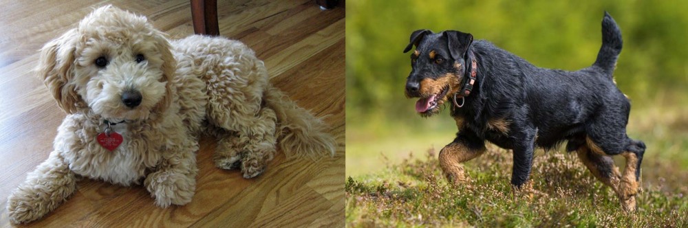 Jagdterrier vs Bichonpoo - Breed Comparison