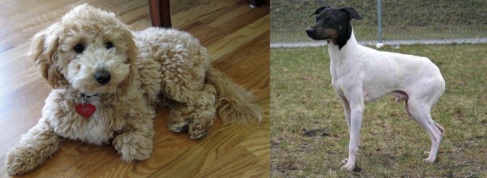 Japanese Terrier vs Bichonpoo - Breed Comparison
