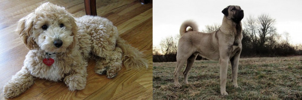 Kangal Dog vs Bichonpoo - Breed Comparison