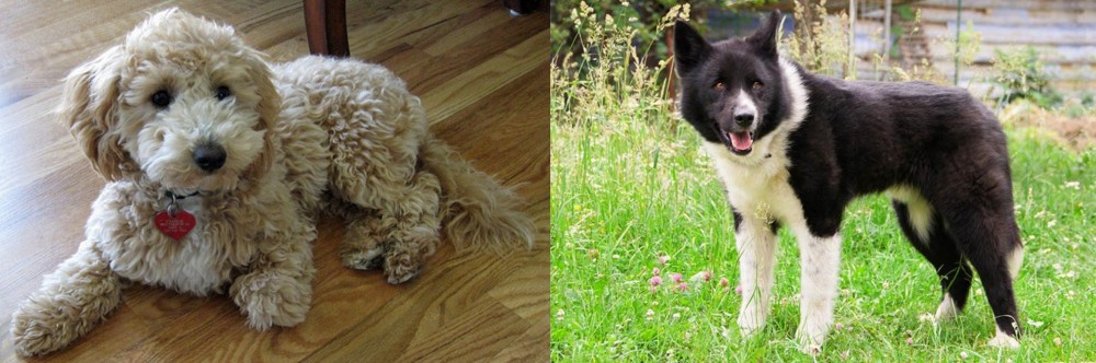 Karelian Bear Dog vs Bichonpoo - Breed Comparison