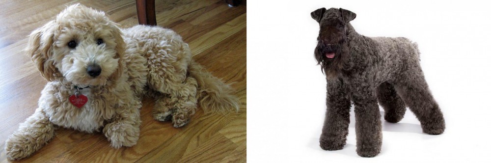 Kerry Blue Terrier vs Bichonpoo - Breed Comparison