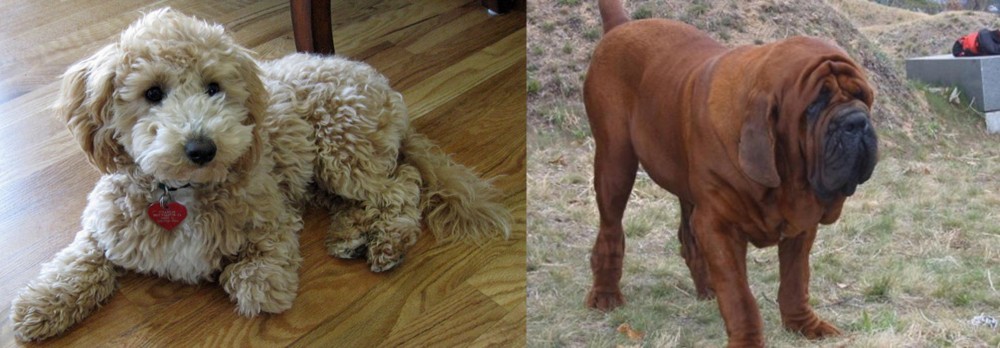 Korean Mastiff vs Bichonpoo - Breed Comparison