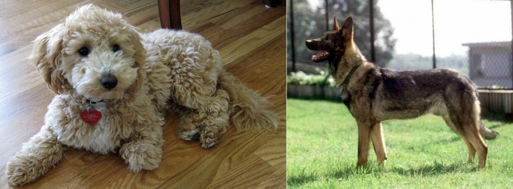 Kunming Dog vs Bichonpoo - Breed Comparison