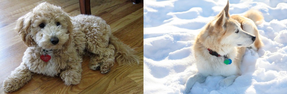 Labrador Husky vs Bichonpoo - Breed Comparison