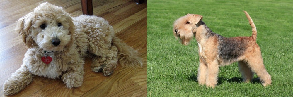 Lakeland Terrier vs Bichonpoo - Breed Comparison