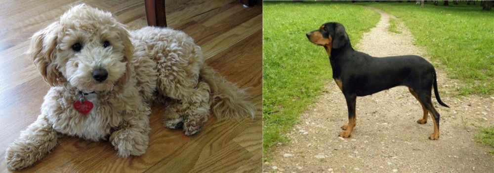 Latvian Hound vs Bichonpoo - Breed Comparison