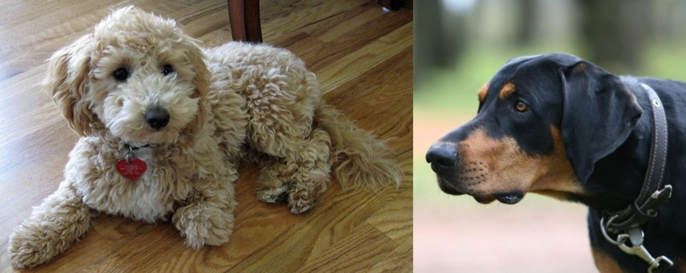 Lithuanian Hound vs Bichonpoo - Breed Comparison