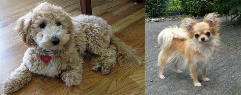 Long Haired Chihuahua vs Bichonpoo - Breed Comparison