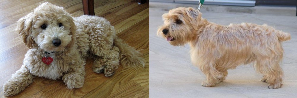 Lucas Terrier vs Bichonpoo - Breed Comparison