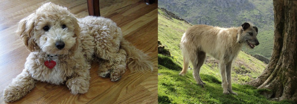 Lurcher vs Bichonpoo - Breed Comparison