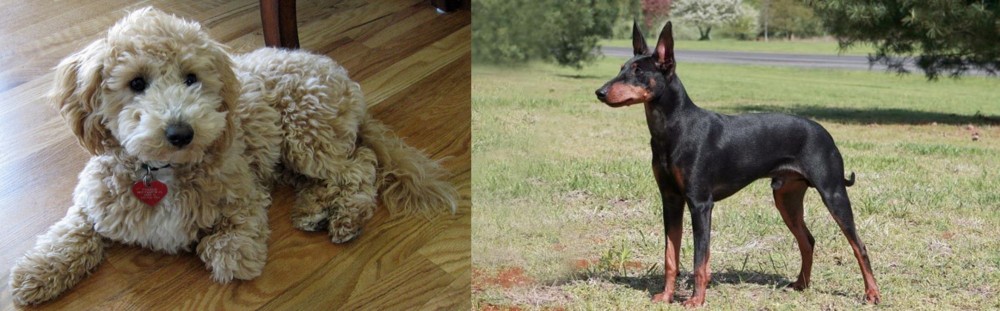 Manchester Terrier vs Bichonpoo - Breed Comparison