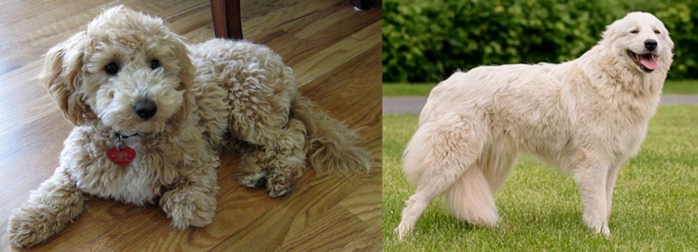Maremma Sheepdog vs Bichonpoo - Breed Comparison