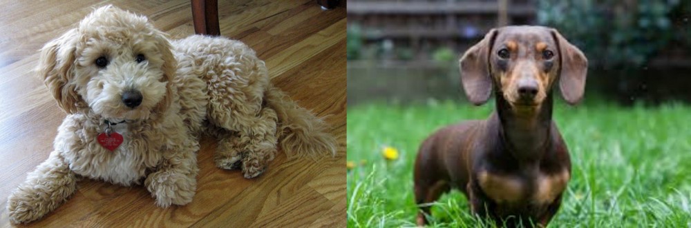 Miniature Dachshund vs Bichonpoo - Breed Comparison