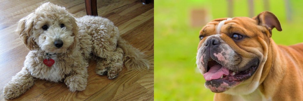 Miniature English Bulldog vs Bichonpoo - Breed Comparison