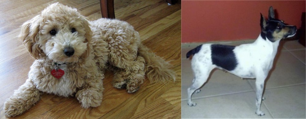 Miniature Fox Terrier vs Bichonpoo - Breed Comparison