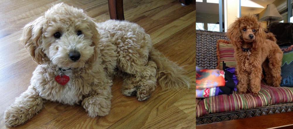 Miniature Poodle vs Bichonpoo - Breed Comparison