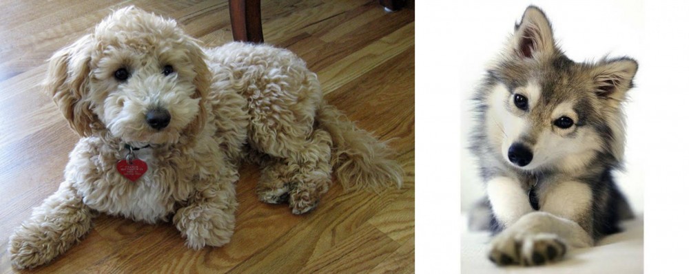 Miniature Siberian Husky vs Bichonpoo - Breed Comparison