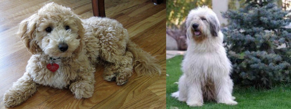 Mioritic Sheepdog vs Bichonpoo - Breed Comparison