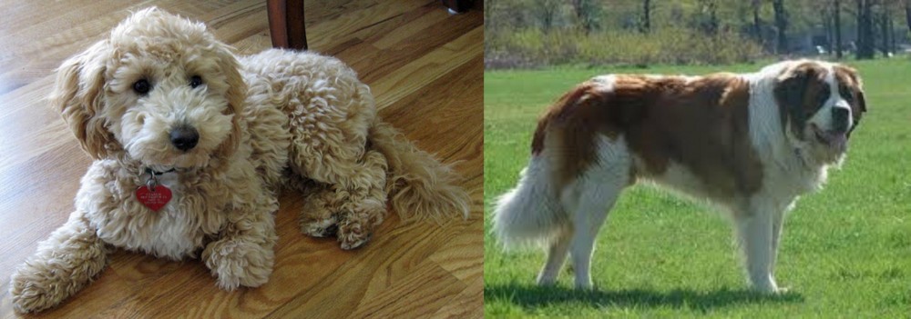 Moscow Watchdog vs Bichonpoo - Breed Comparison
