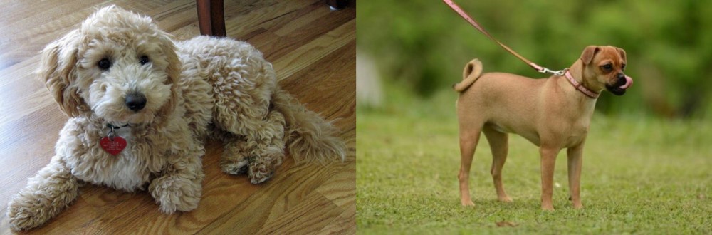 Muggin vs Bichonpoo - Breed Comparison
