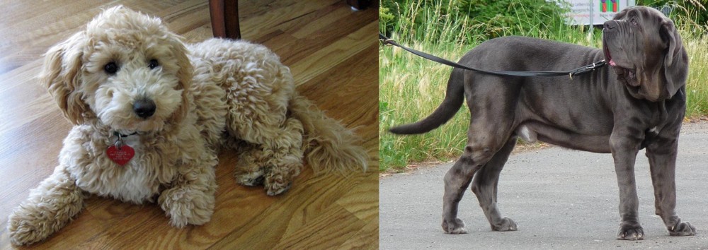 Neapolitan Mastiff vs Bichonpoo - Breed Comparison