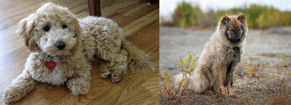 Nenets Herding Laika vs Bichonpoo - Breed Comparison