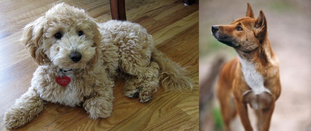 New Guinea Singing Dog vs Bichonpoo - Breed Comparison
