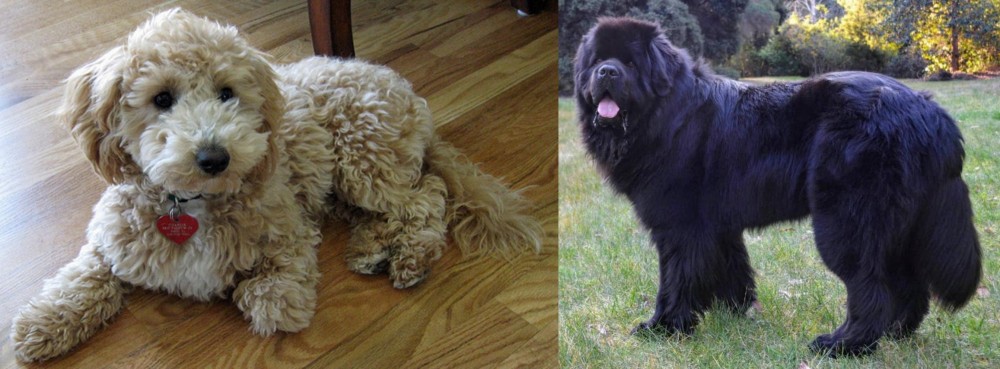 Newfoundland Dog vs Bichonpoo - Breed Comparison