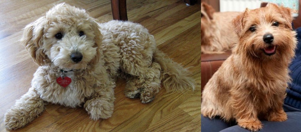 Norfolk Terrier vs Bichonpoo - Breed Comparison