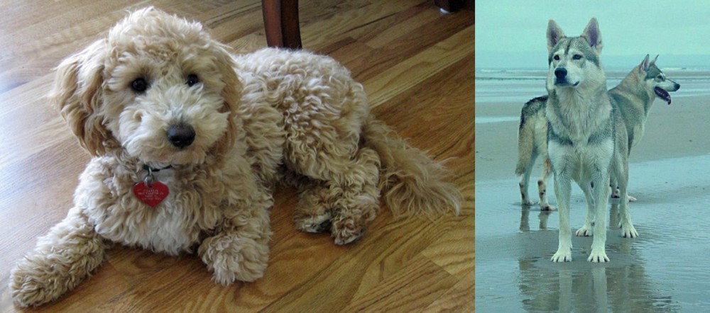 Northern Inuit Dog vs Bichonpoo - Breed Comparison