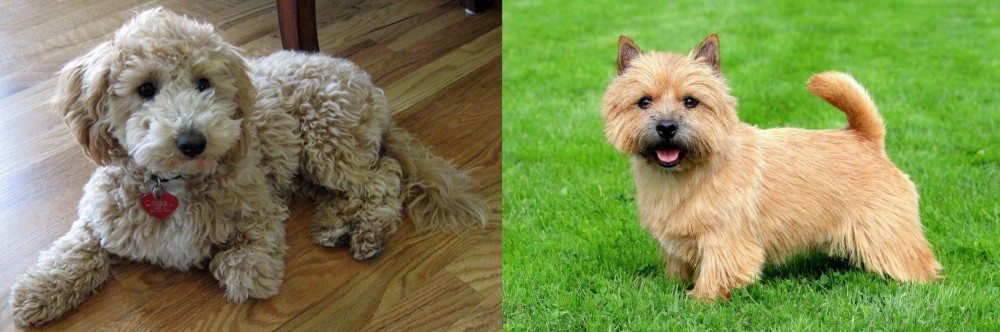 Norwich Terrier vs Bichonpoo - Breed Comparison