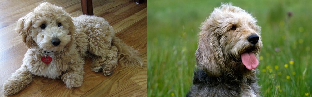 Otterhound vs Bichonpoo - Breed Comparison