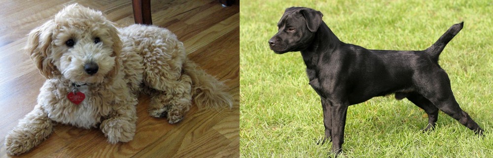 Patterdale Terrier vs Bichonpoo - Breed Comparison
