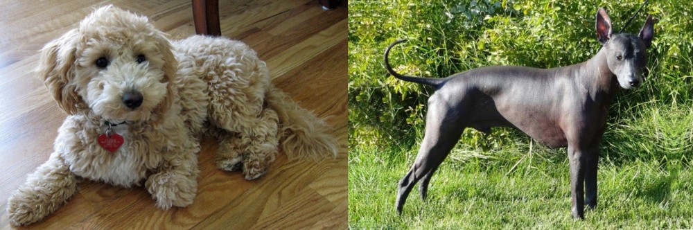 Peruvian Hairless vs Bichonpoo - Breed Comparison